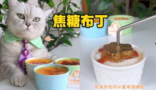博主爆料料理猫王视频,博主爆料视频背后的美食传奇 第1张 博主爆料料理猫王视频,博主爆料视频背后的美食传奇 第1张