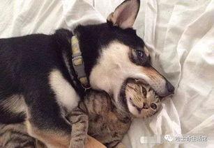 猫咪爆料合集视频下载安装,揭秘萌宠日常，下载安装攻略一网打尽