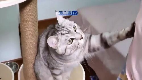 猫咪爆料合集视频下载安装,揭秘萌宠日常,下载安装攻略一网打尽 第2张 猫咪爆料合集视频下载安装,揭秘萌宠日常,下载安装攻略一网打尽 第2张