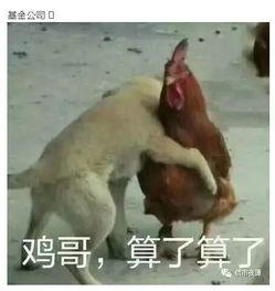 鸡哥早期爆料图片视频下载,图片视频下载背后的故事