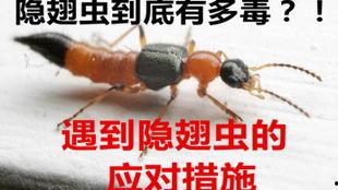 毒虫在线观看,惊悚悬疑，揭秘网络世界的暗黑角落