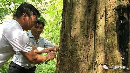 大慈树王剧情爆料视频,揭秘神秘古树守护者的奇幻冒险之旅