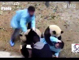 熊猫饲养员最新爆料视频,饲养员最新爆料视频曝光  第2张