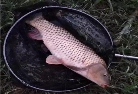 沙坑大鲤鱼爆料视频,独家爆料视频深度解析 第3张 沙坑大鲤鱼爆料视频,独家爆料视频深度解析 第3张