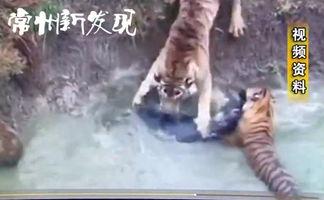 最新爆料斩虎事件视频,惊心动魄的生死较量 第3张 最新爆料斩虎事件视频,惊心动魄的生死较量 第3张